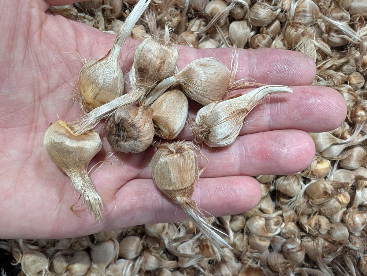 saffron corms