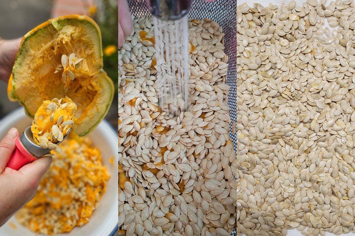 Seed saving pumpkins