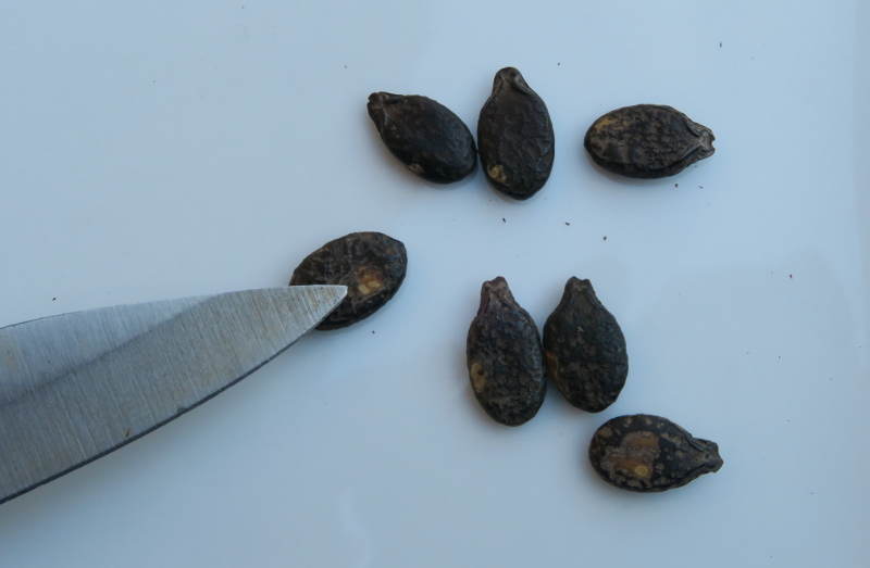 Seeds that have had their seed coats scarified with a knife