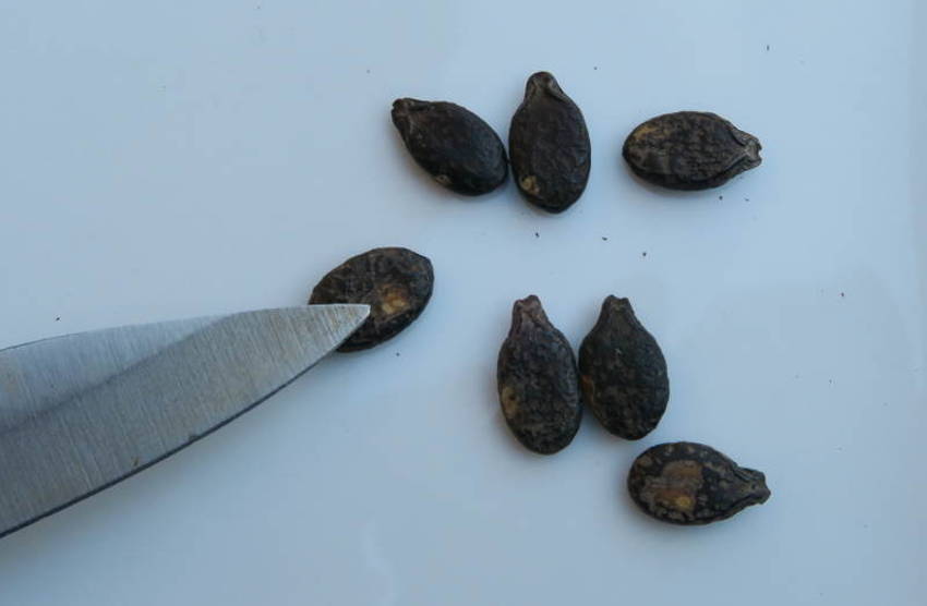 Scarification Seeds