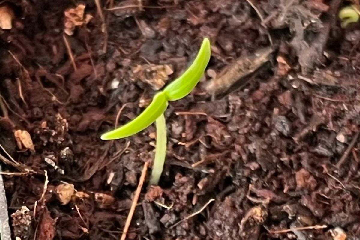 Seedling emerging