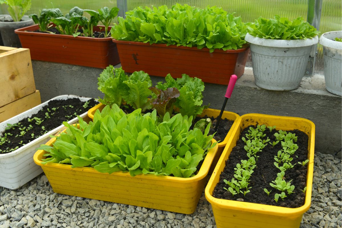 seedling trays indoors