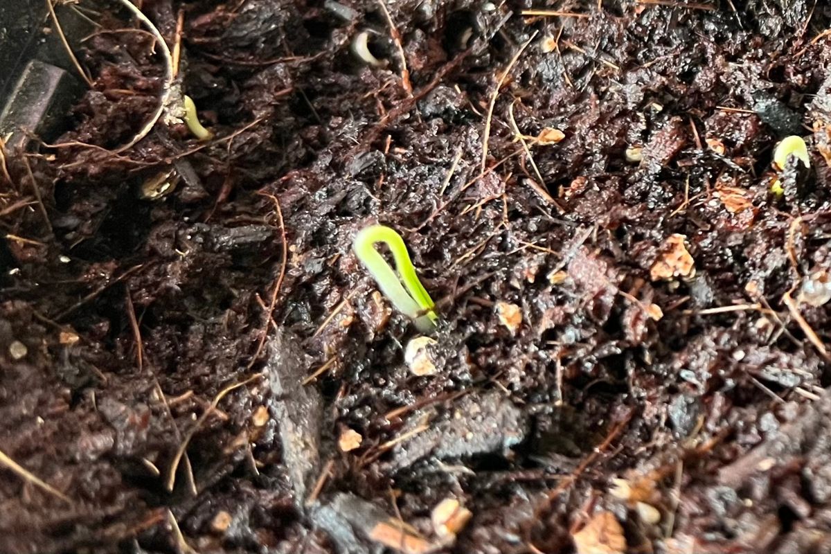 Seedling emerging