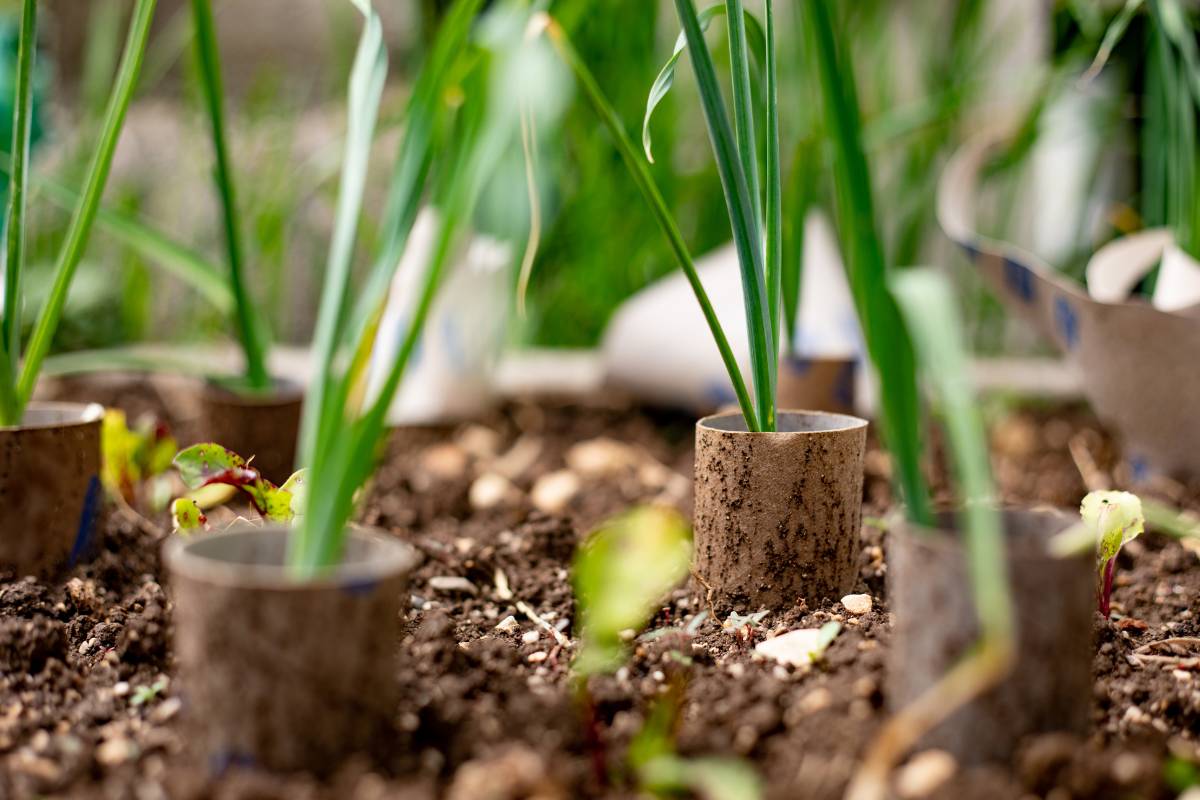 seedlings protected from cutworms with cardboard collars