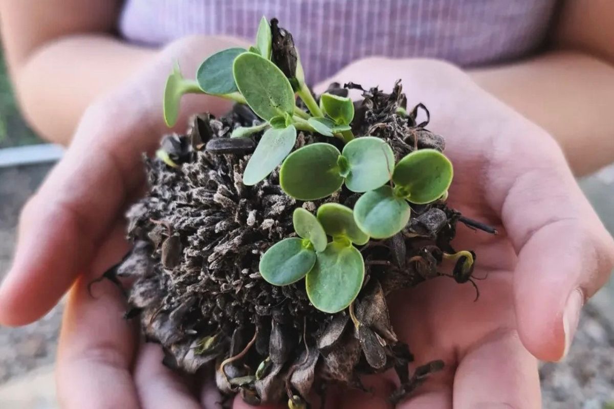 Seeds in hands