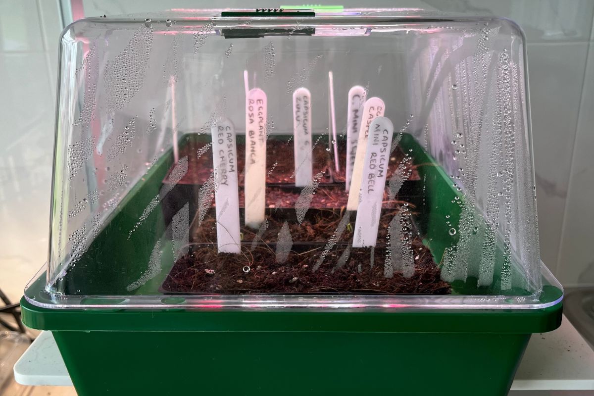 Mini Greenhouse indoors with seedlings