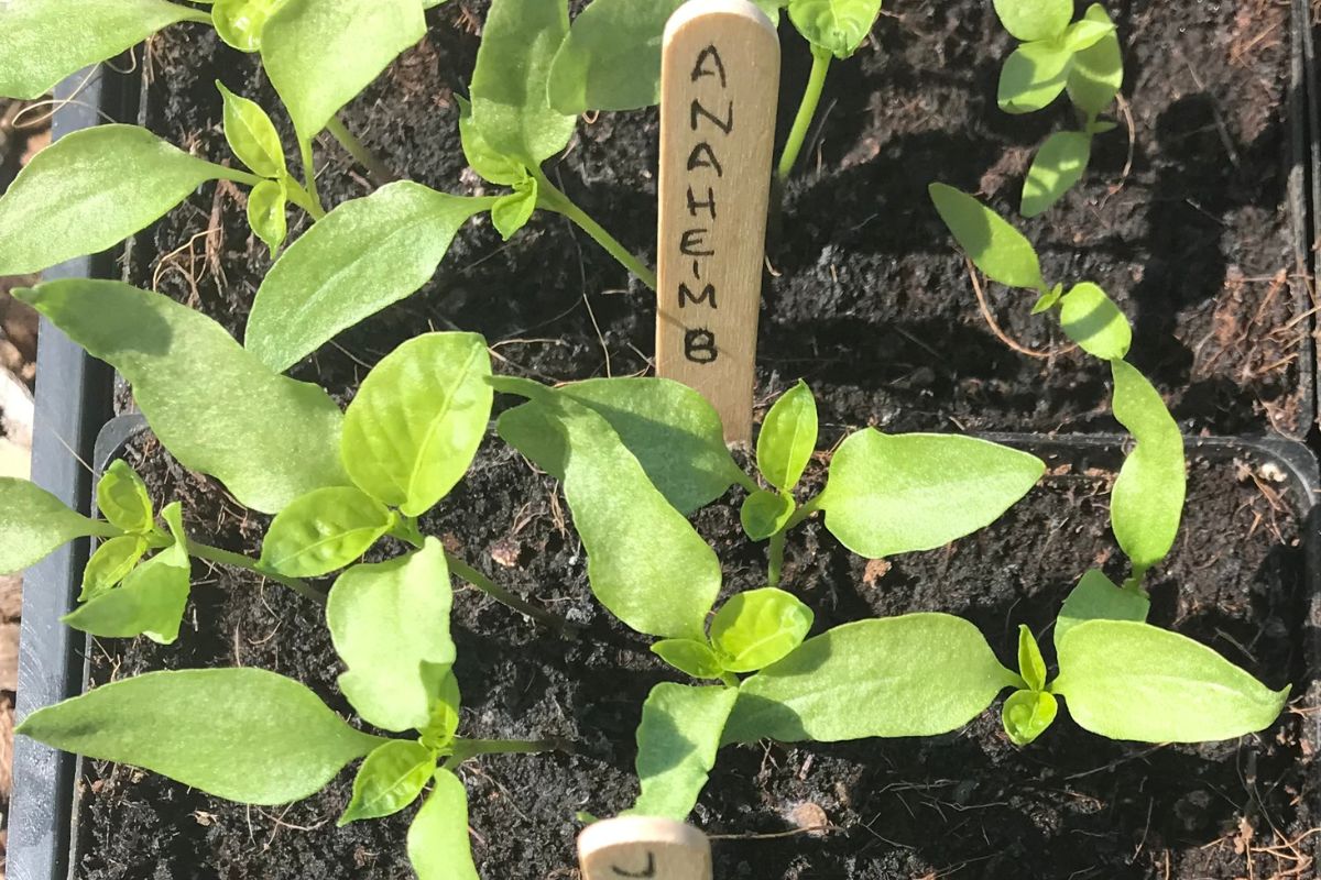 Seedling emerging