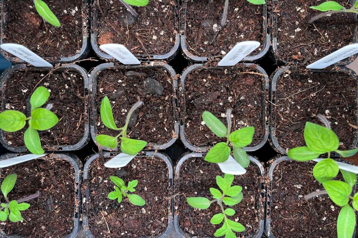 Seedlings on heat mat