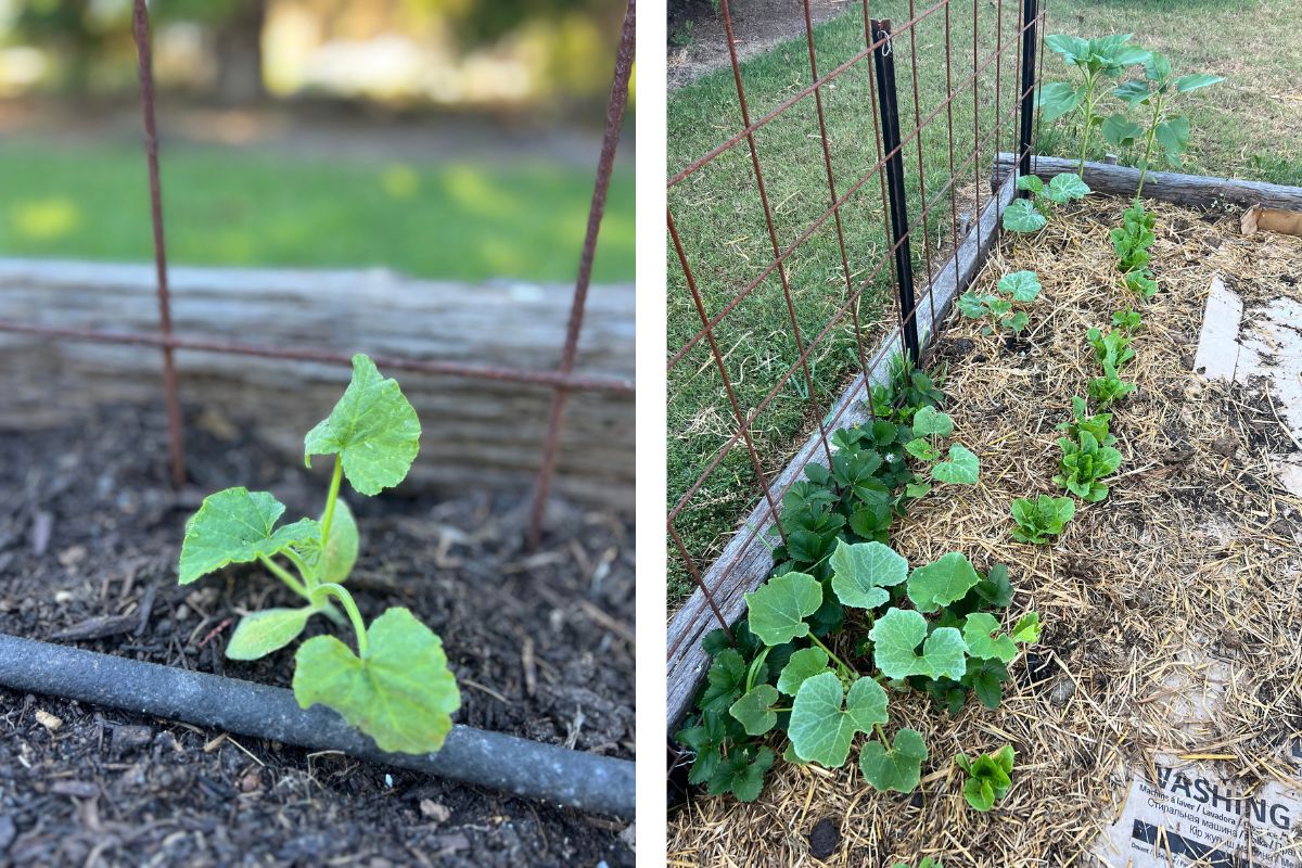 Seedlings on reo mesh arches