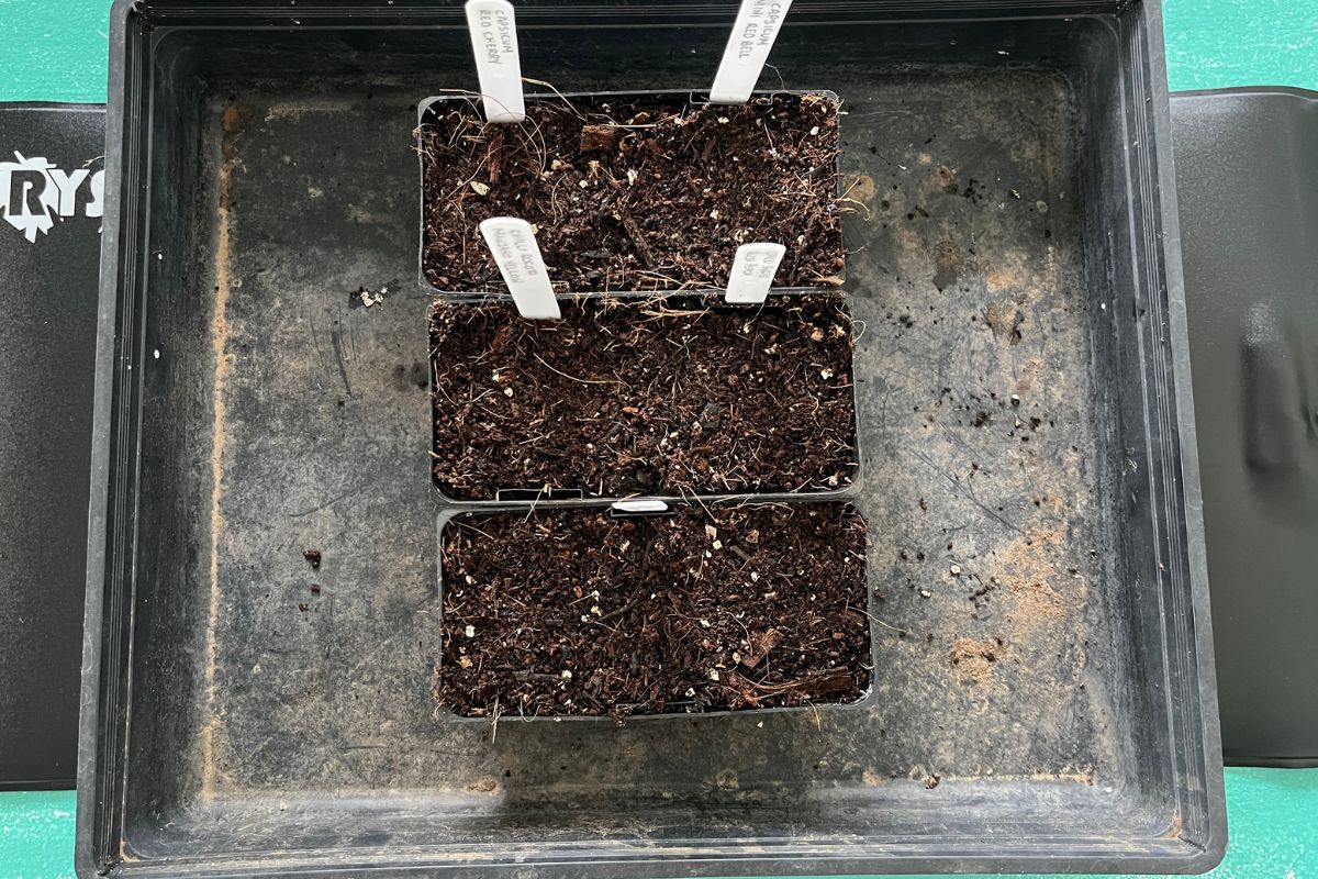 seed raising on heat mat