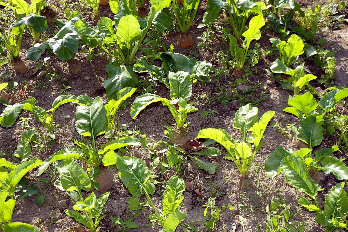 several mangel wurzel seedlings planted in a garden bed