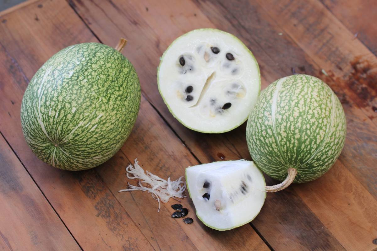 shark fin melon with black seeds