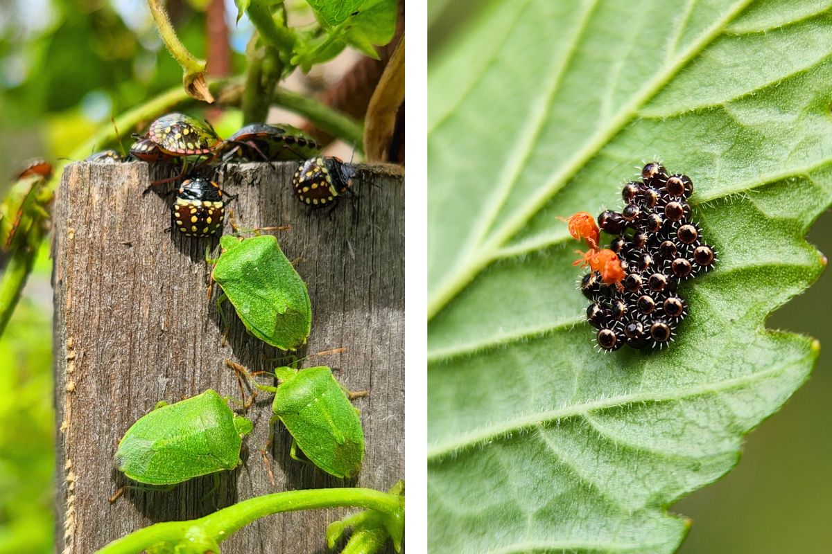 Shield bug and eggs