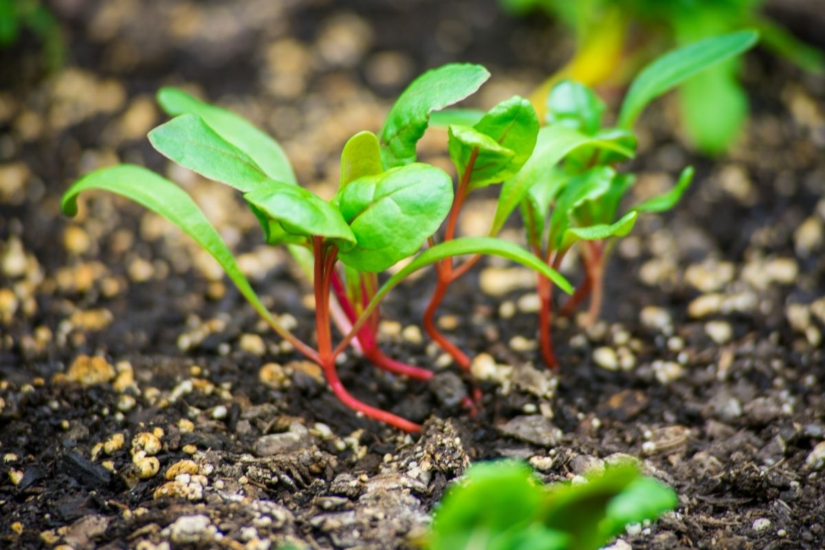 Silverbeet seedlings in a garden bed