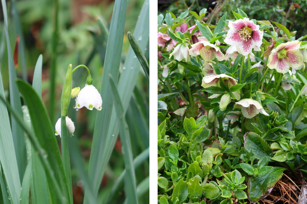 snowdrow and hellebores