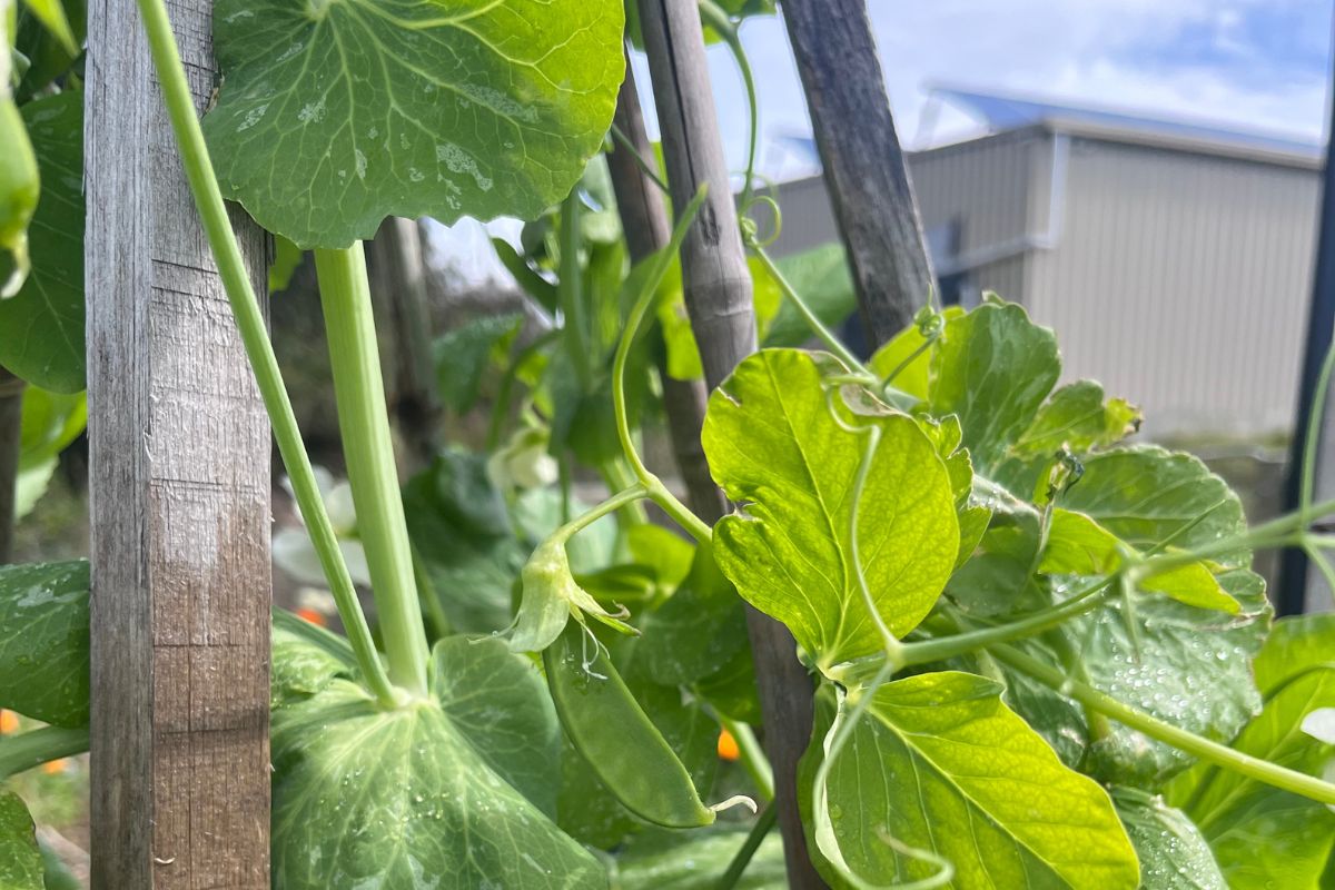 Snowpea tower