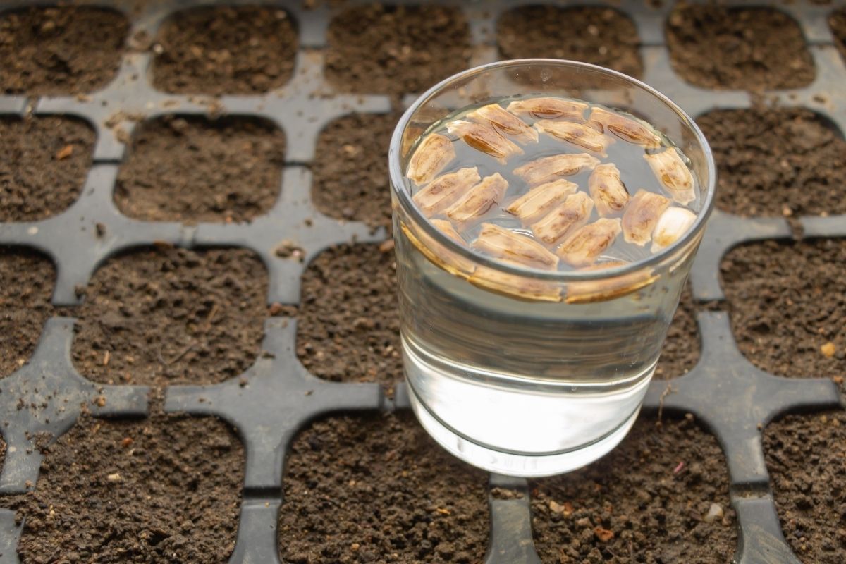 Seeds soaking in a glass of water prior to planting
