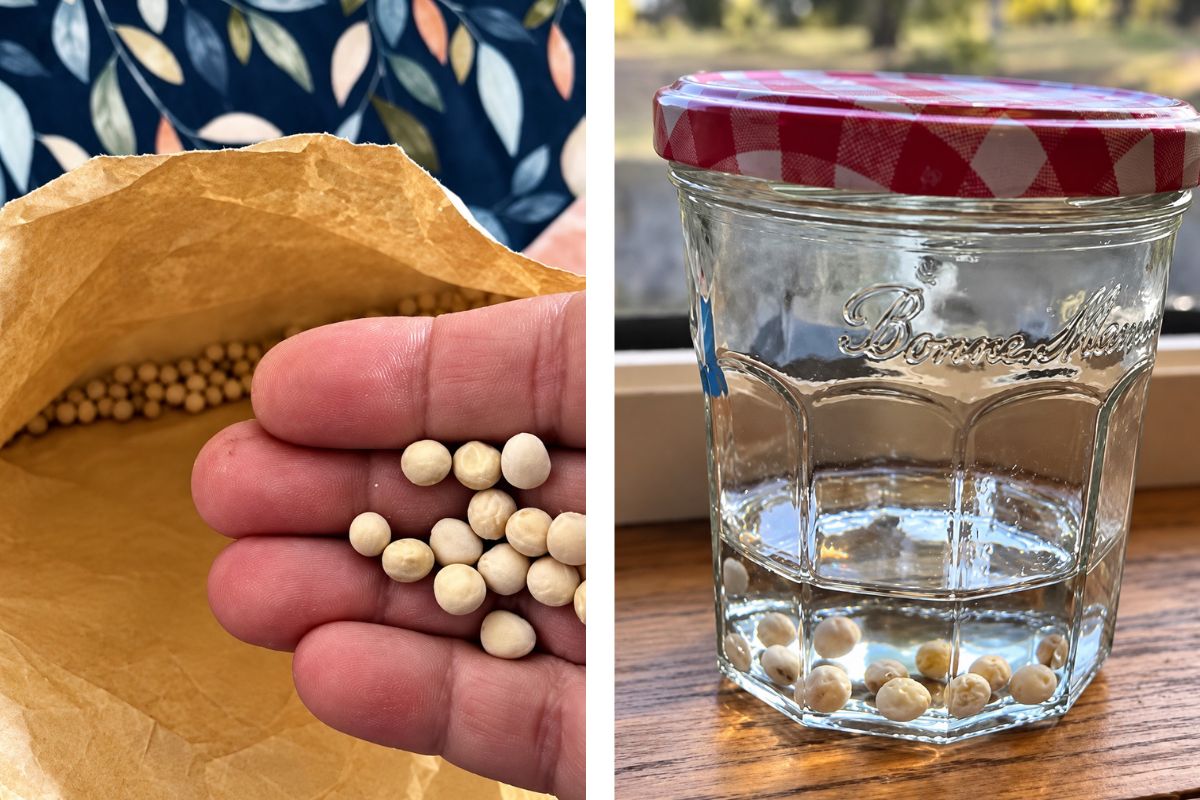 Soaking Snow Peas