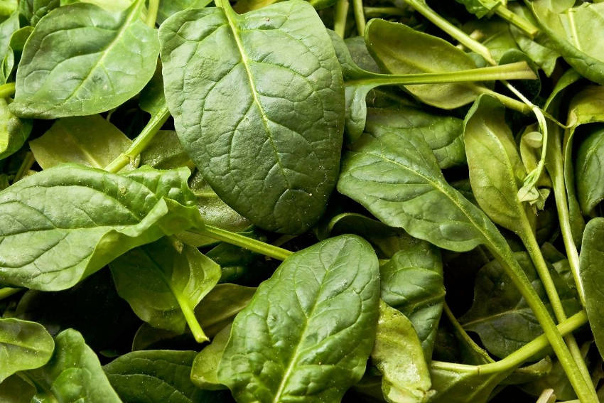 Spinach Leaves