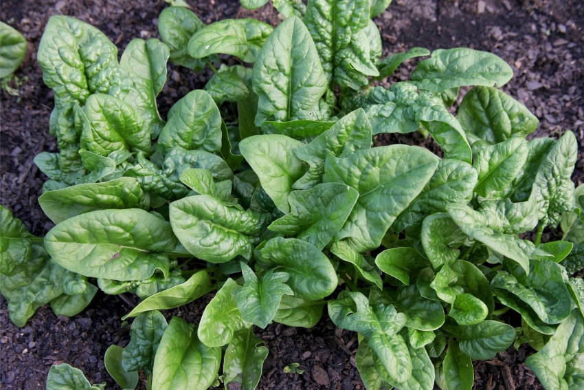 Spinach Plant