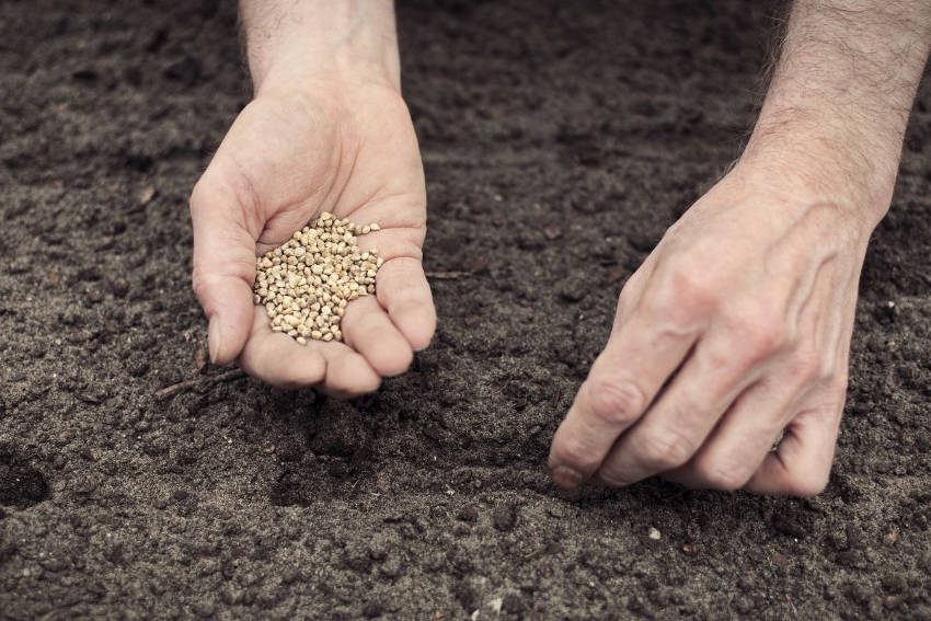 Spinach Sowing Seeds