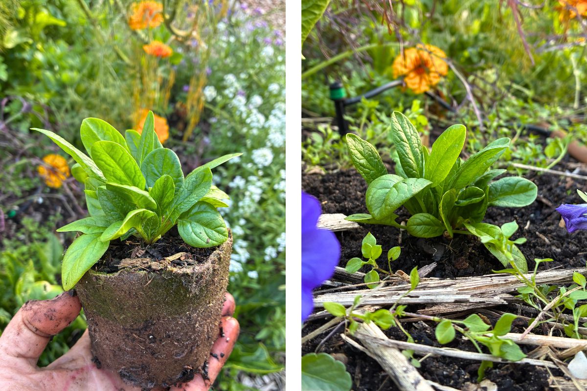 spinach before and after