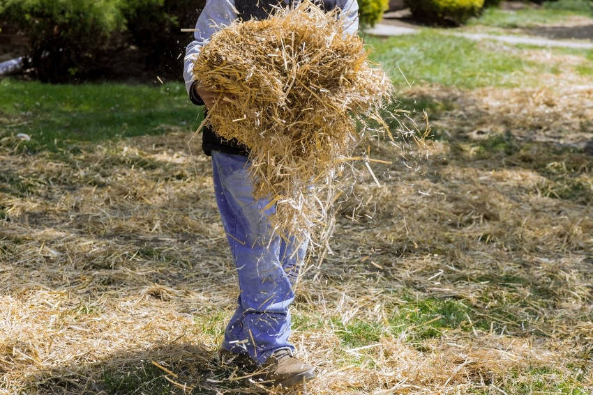 A person spreading straw over a garden bed