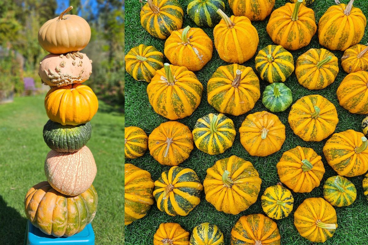 Pumpkin stack