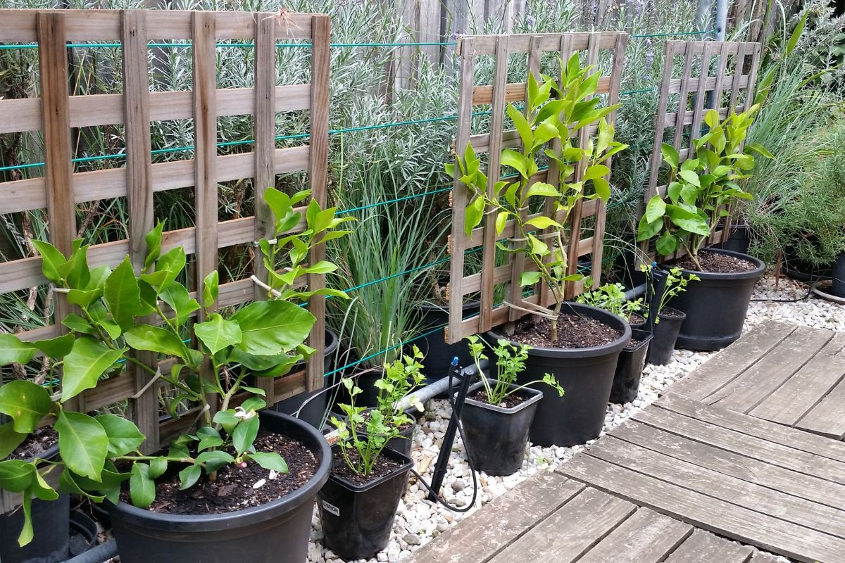 starting lemon espalier in pots