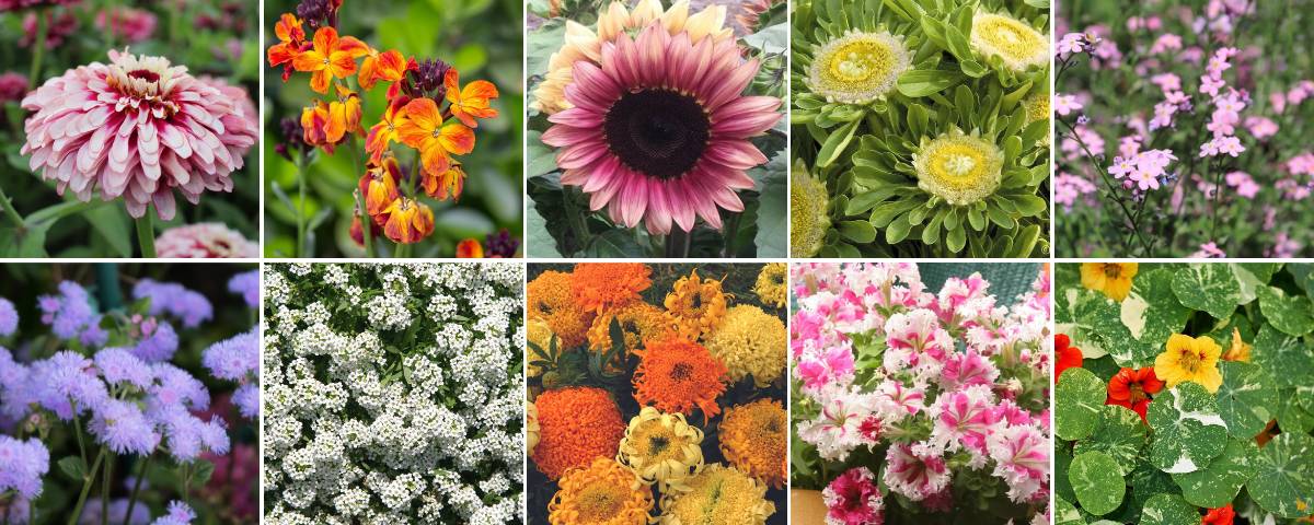 A selection of flowers that can be grown from seeds included in a seed subscription for temperate climates