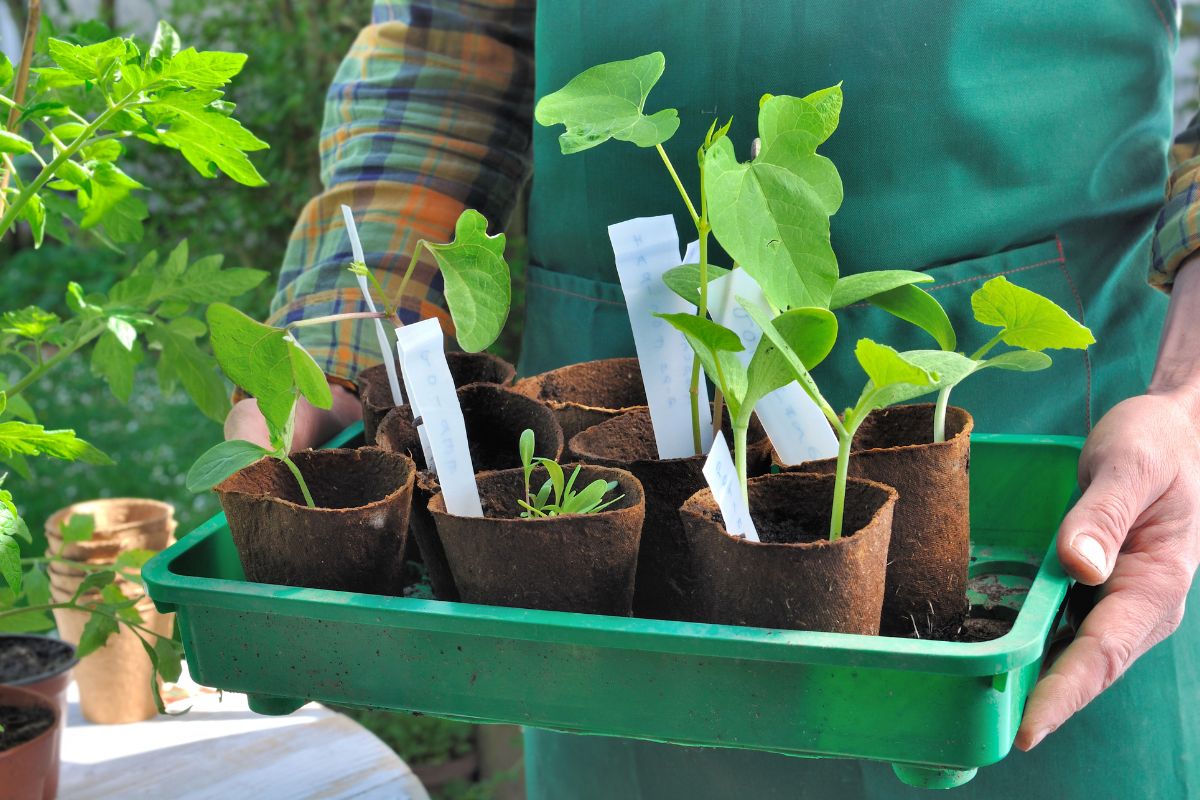 taking seedlings into the garden