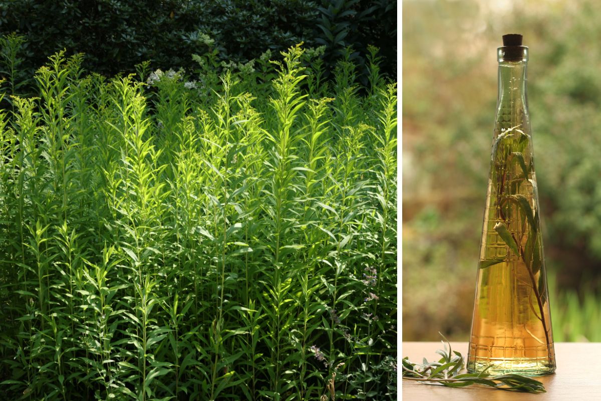 tarragon plants and tarragon vinegar