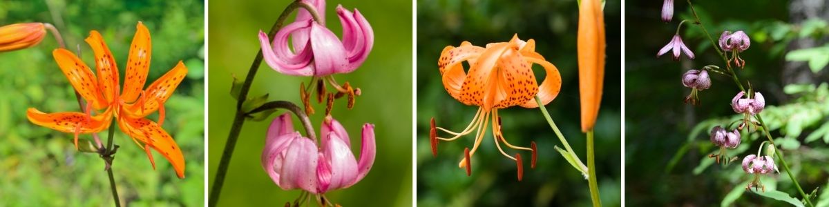 A selection of species lilies