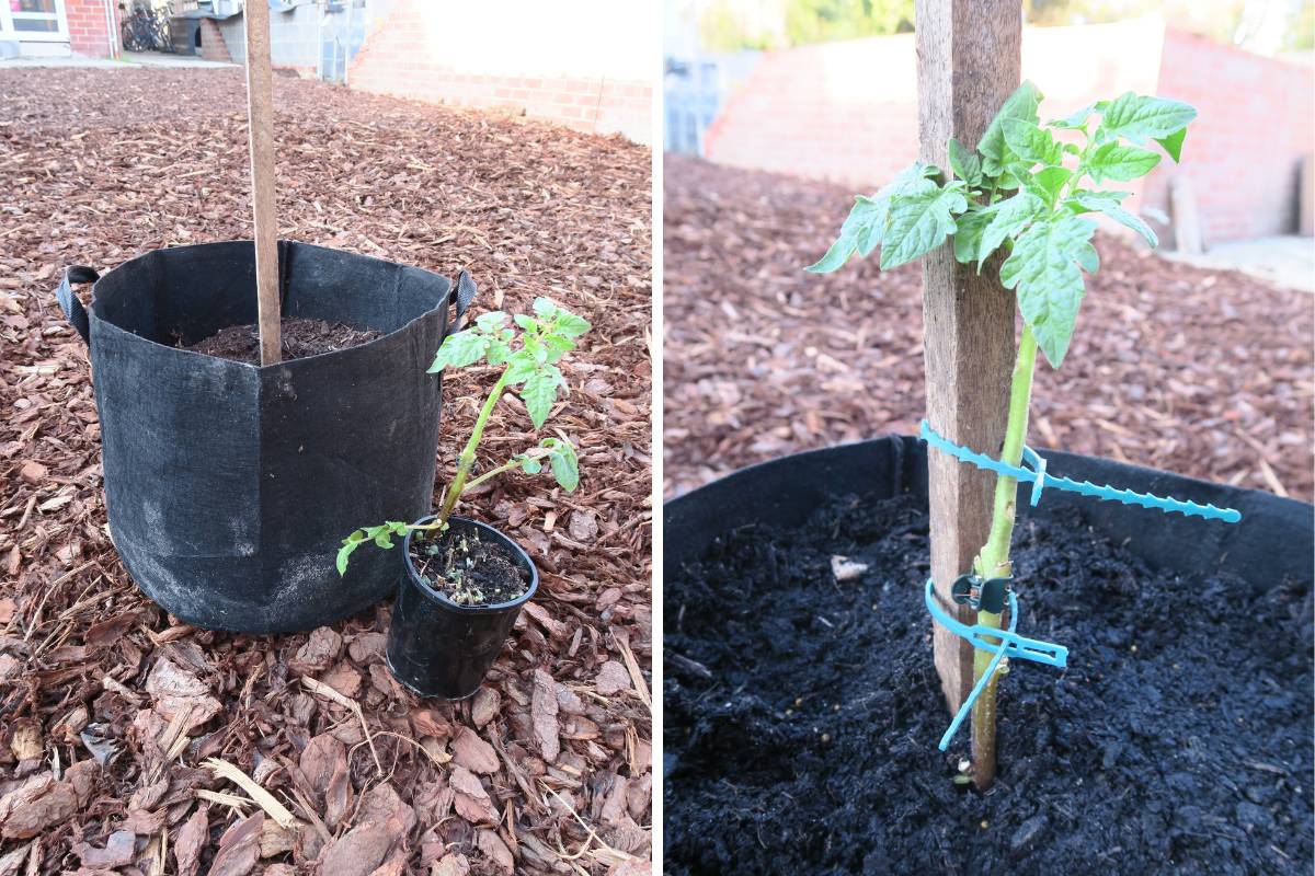 A freshly potted ketchup 'n' fries plant in a fabric grow bag