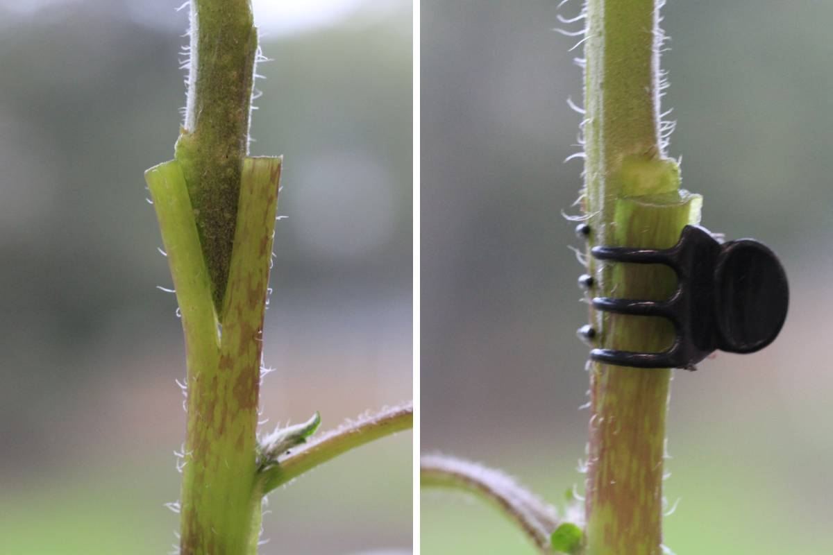 The completed graft for a ketchup 'n' fries plant