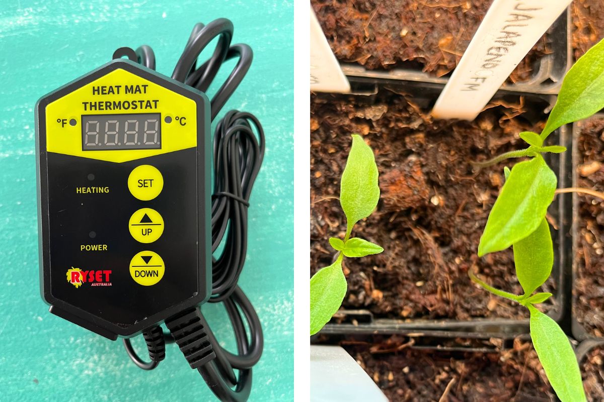 Thermometer and chilli seedlings