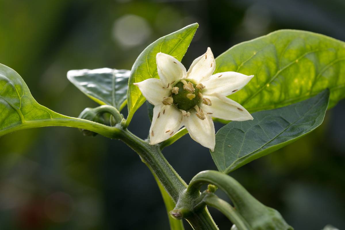 thrips damage on a capsicum plant