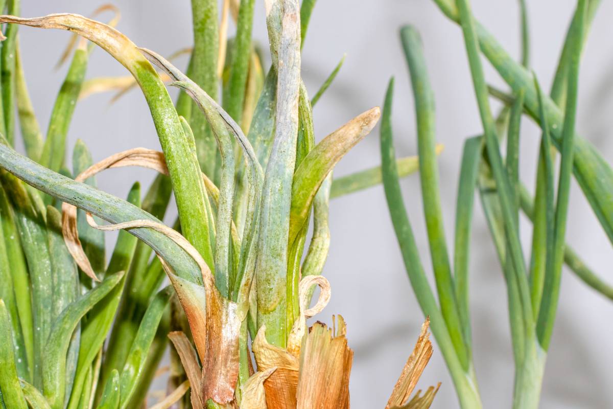 thrips damage on onion plants