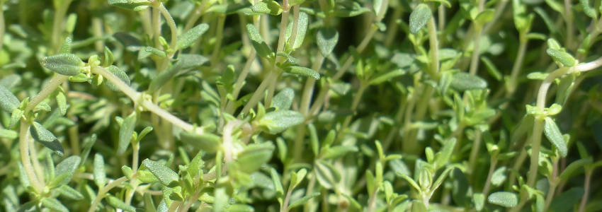 Thyme