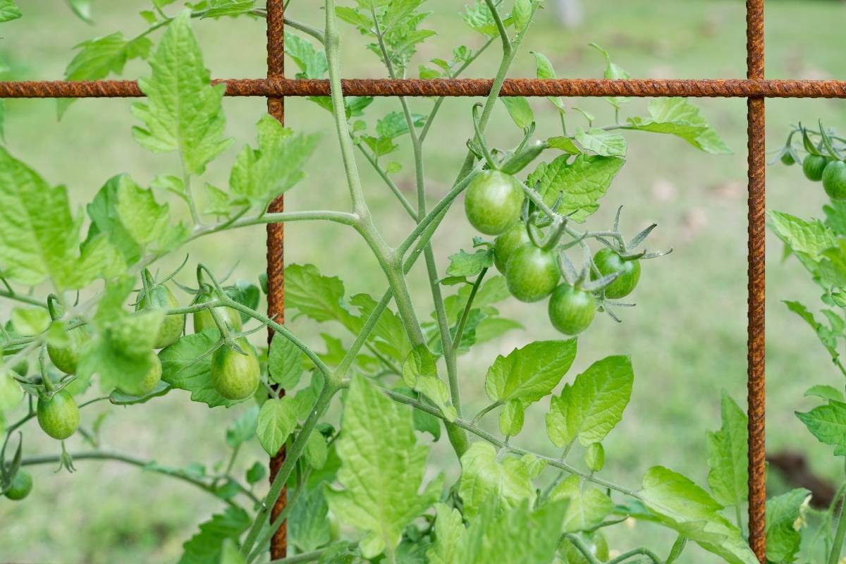 tomatoes growing through a trellis