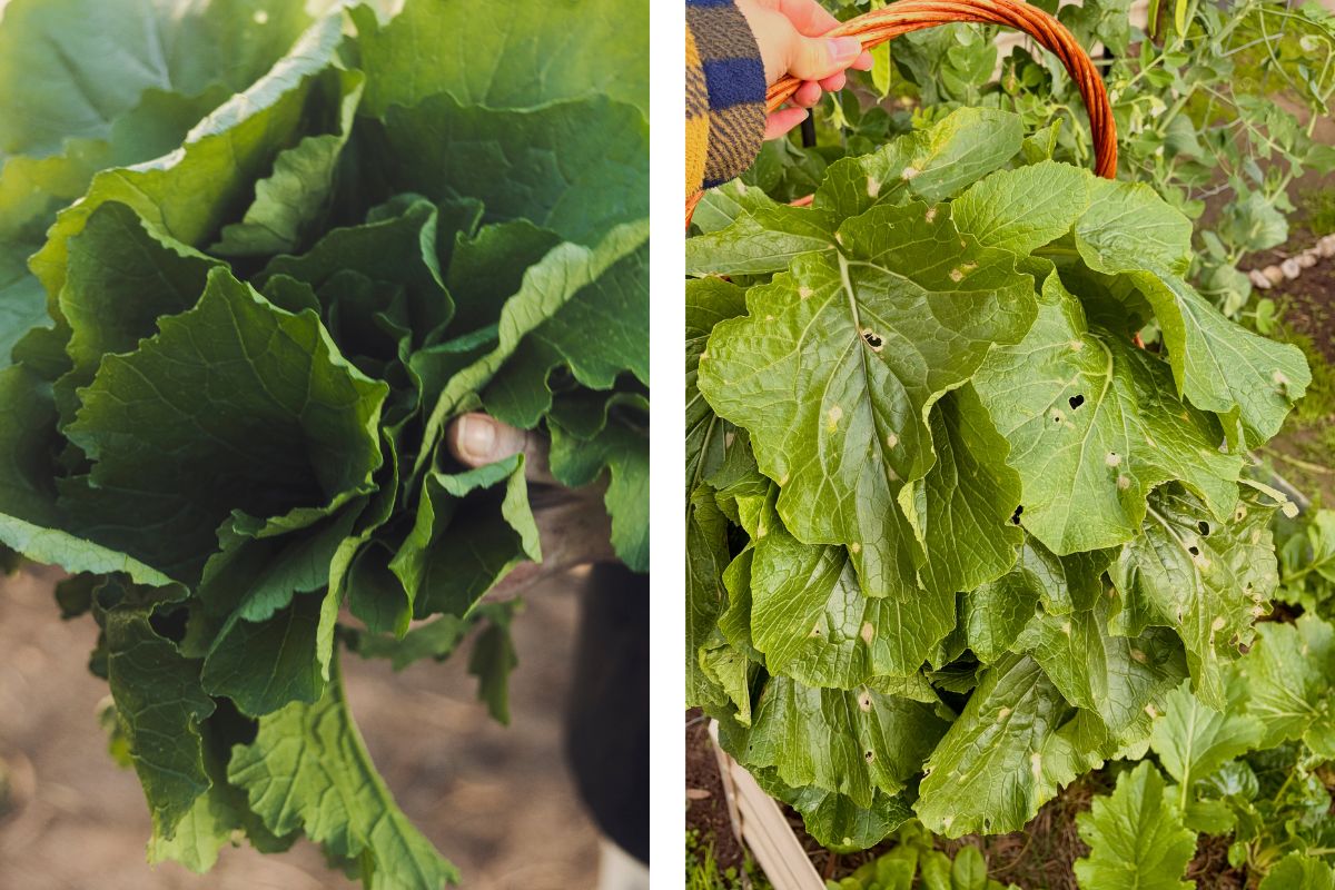 side by side before and after pest damage