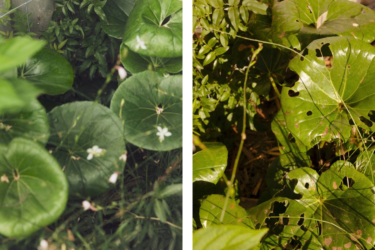 tractor seat plant side by side comparison of pest damage