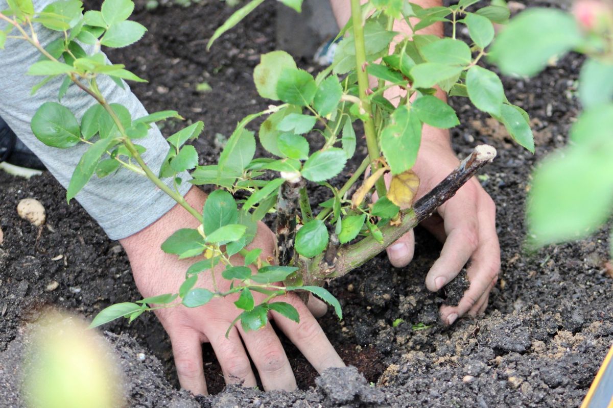 transplanting plant