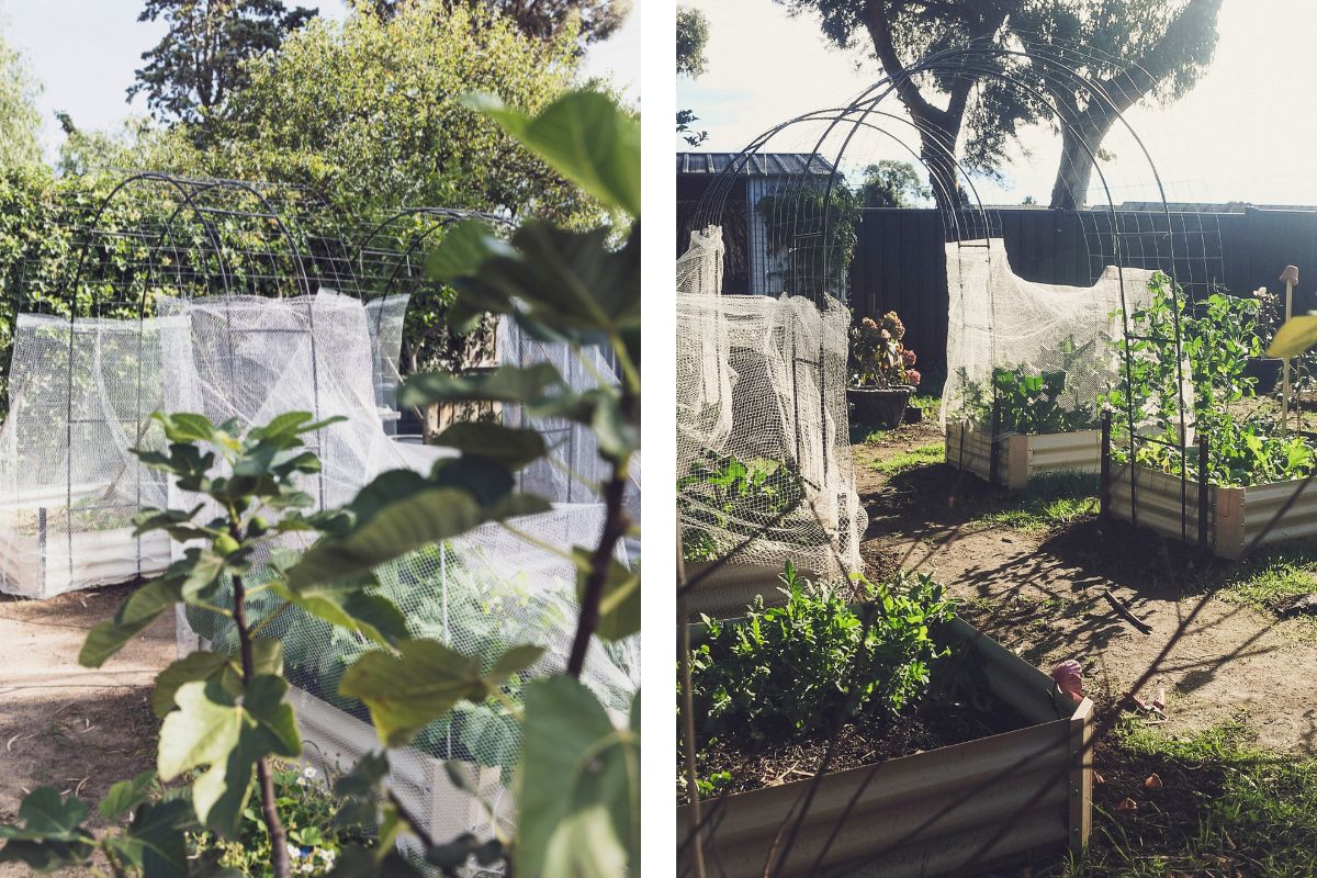 Garden beds set up crop traps