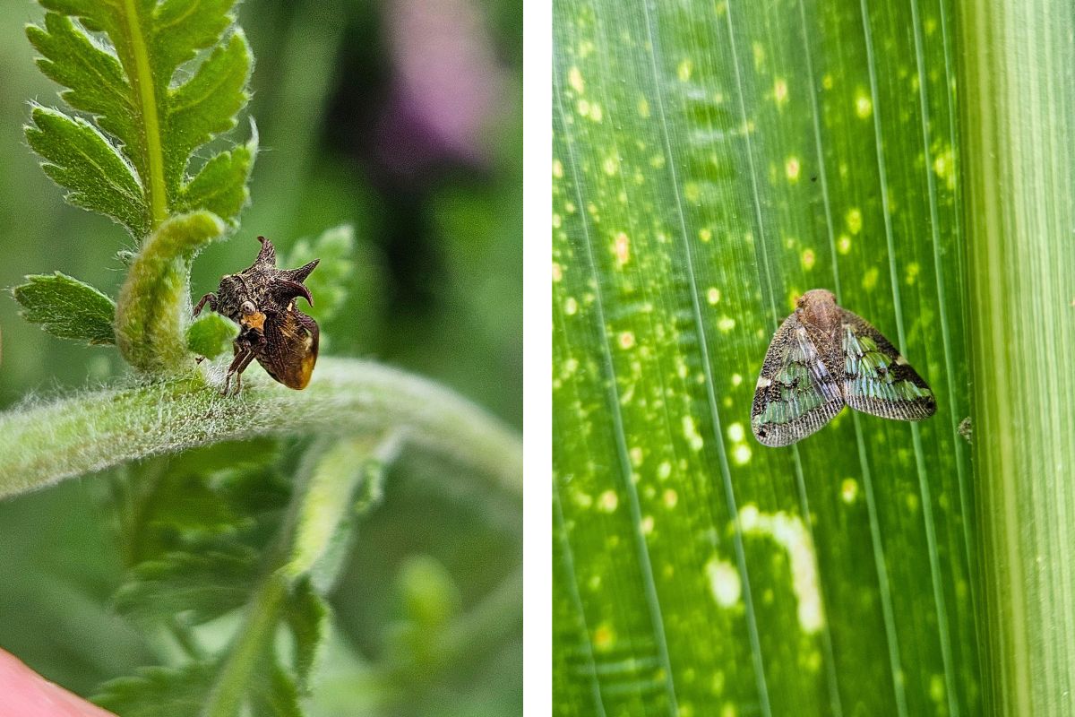 Tree hopper and passionvine hopper