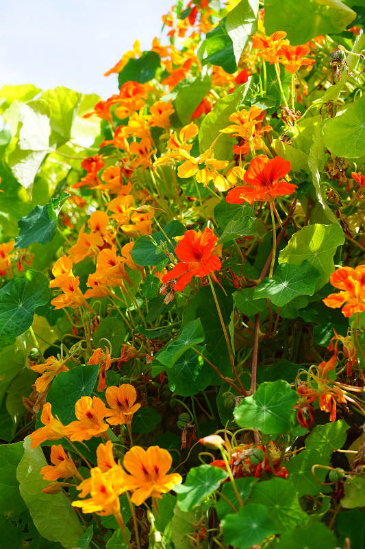 Image of Tropaeolum (Nasturtium) as celosia companion plant