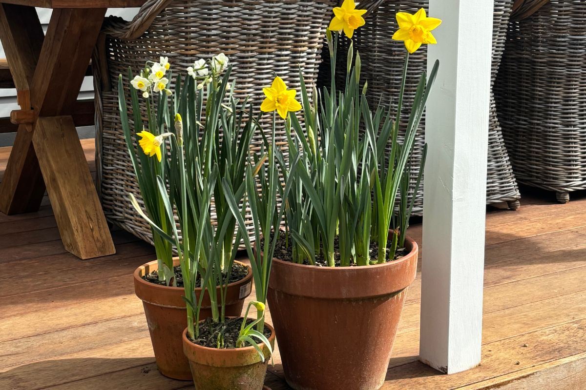tulip pots on decking