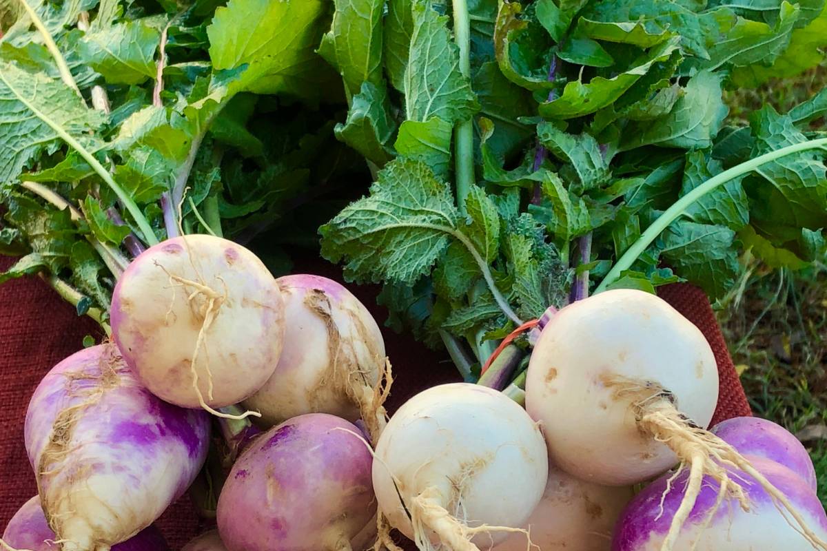 Turnip roots with the green leafy tops attached