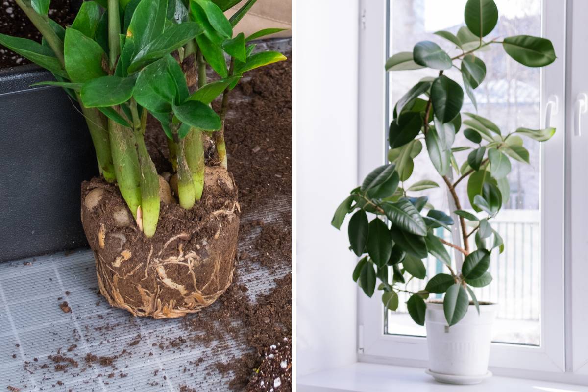 Two houseplants that need repotting