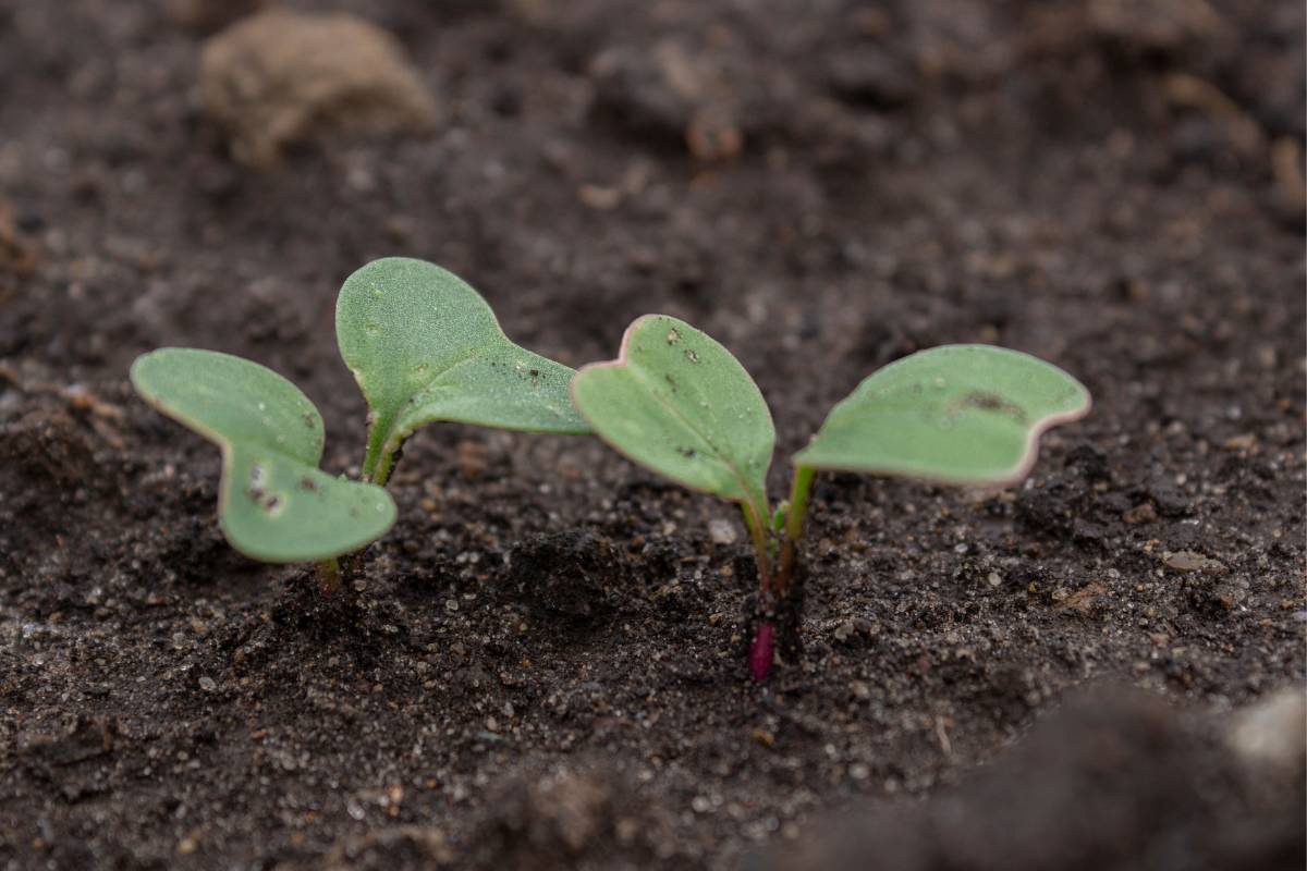 two radish seedlings in a home garden